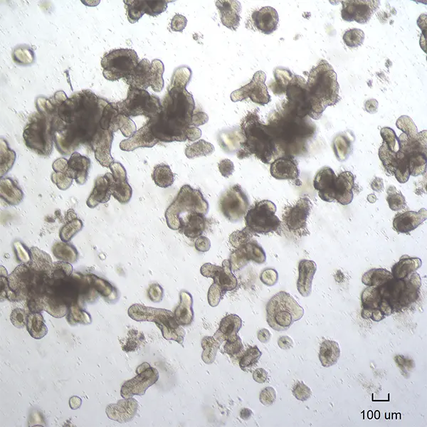 Porcine jejunum derived organoids
